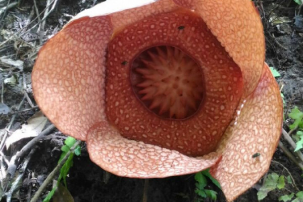 Habitat baru Rafflesia SP ditemukan di Bukit Kaba