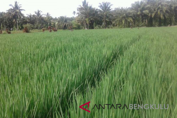 Distan Mukomuko bantu atasi hama padi di Arah Tiga