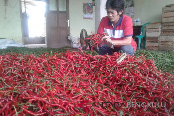 Harga cabai merah di Mukomuko turun