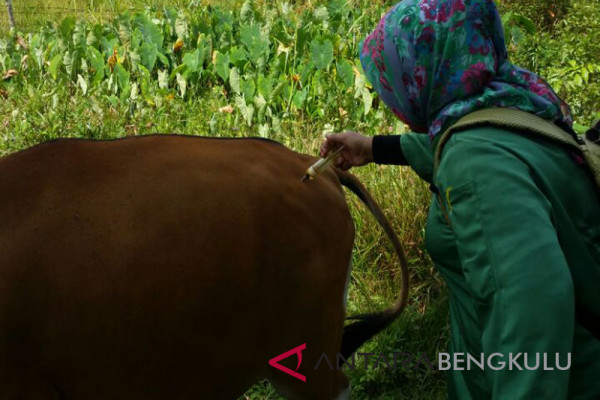 Peternak pilih sapi lokal hindari serangan jembrana