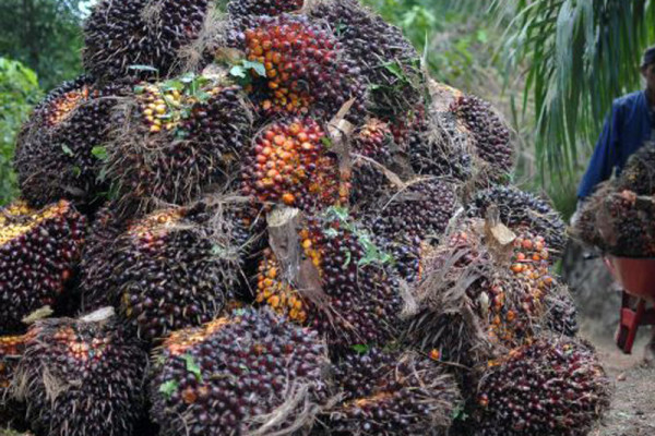 Pabrik beli sawit petani dengan harga murah