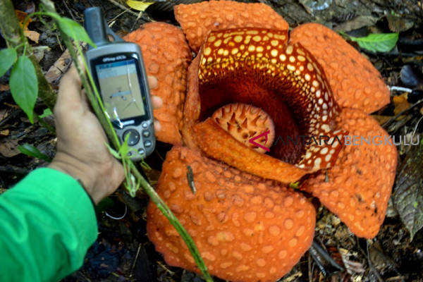 Rafflesia Kemumu mekar lagi di Bengkulu Utara