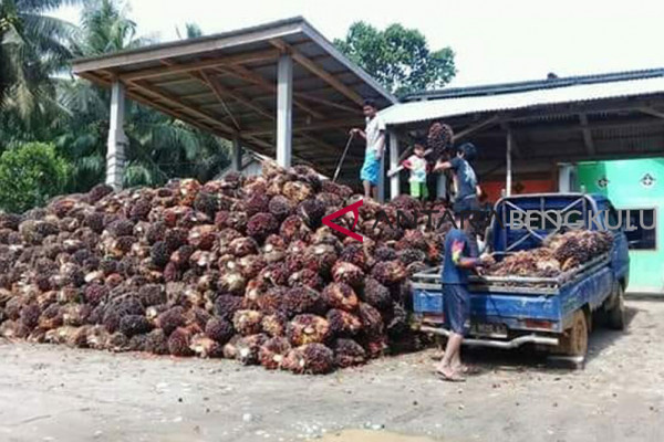 Potongan wajib perusahaan sawit dipertanyakan