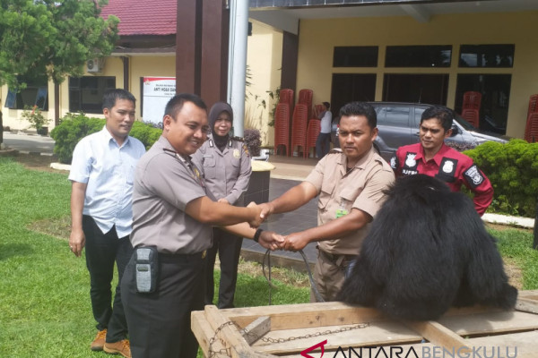 Tiga siamang diserahkan ke BKSDA