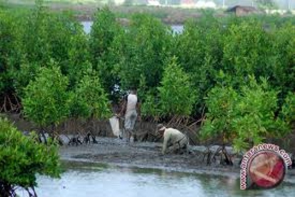 Pemkab Bekasi : 300 Hektare Mangrove Muaragembong Hilang