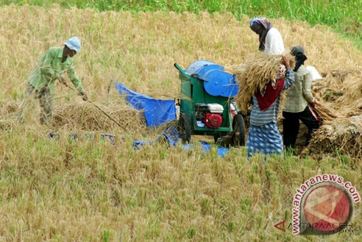 Produksi padi petani Aceh Barat meningkat