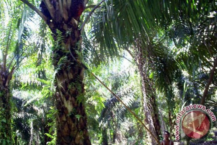 Polisi sita ribuan hektare kebun PT Delima Makmur