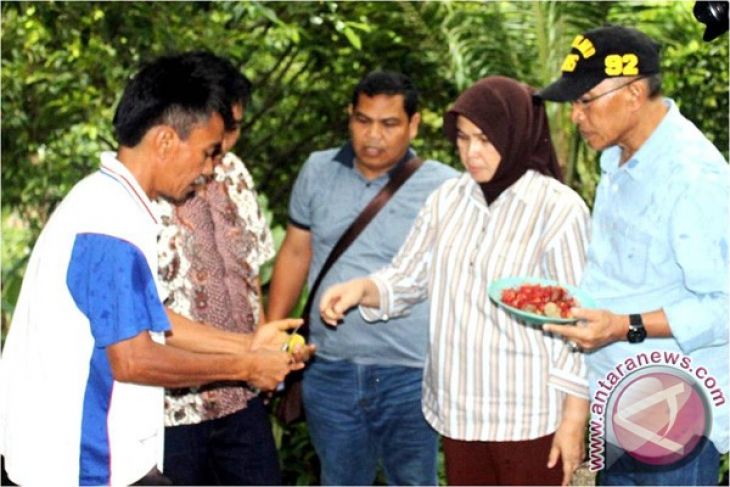 Forum Pala sesalkan tudingan mantan bupati