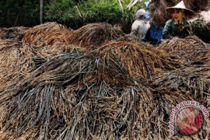 Petani Aceh Jaya butuh perlindungan banjir