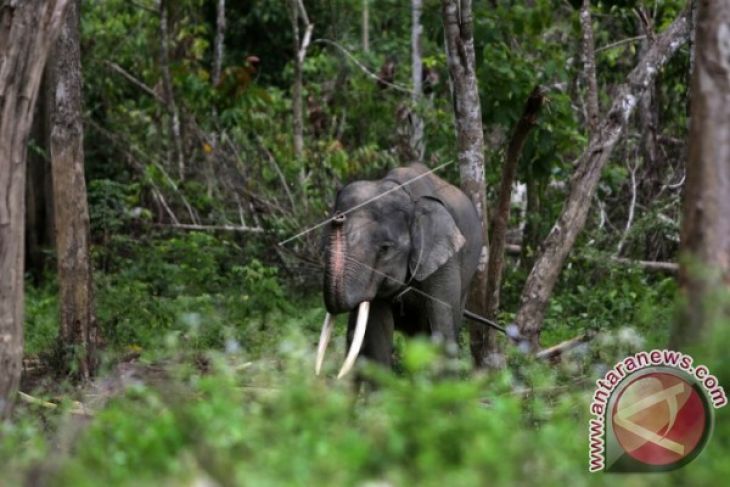 25 hektare kebun sawit dirusak gajah