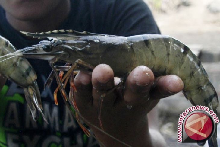 Warga Aceh Barat mulai membangkan udang vaname