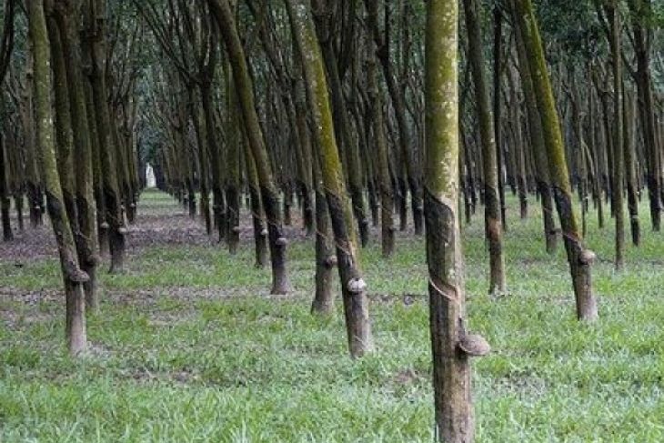 Harga karet anjlok di Aceh Tenggara