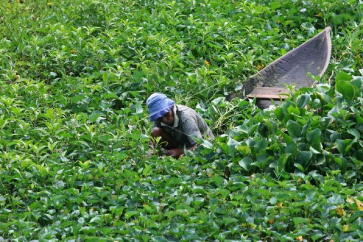 Ternyata kangkung bisa dibuat dodol