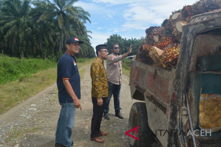 Pemerintah diminta turun tangan atasi harga sawit