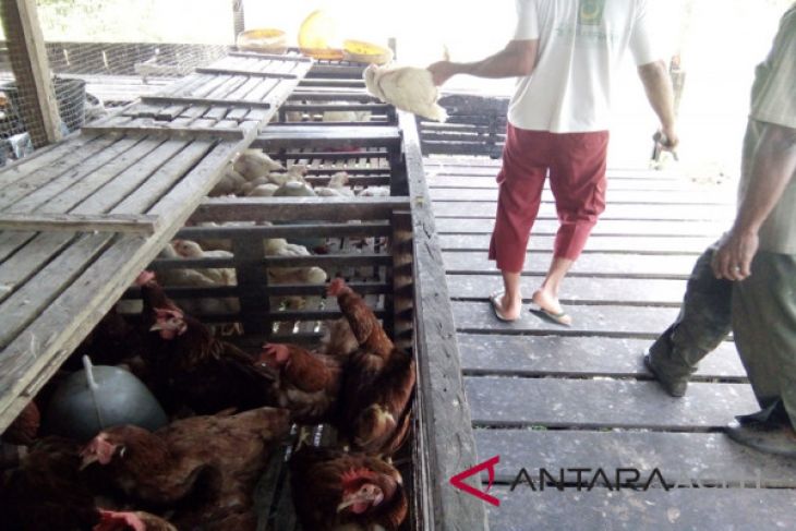 Harga ayam di Lhokseumawe turun