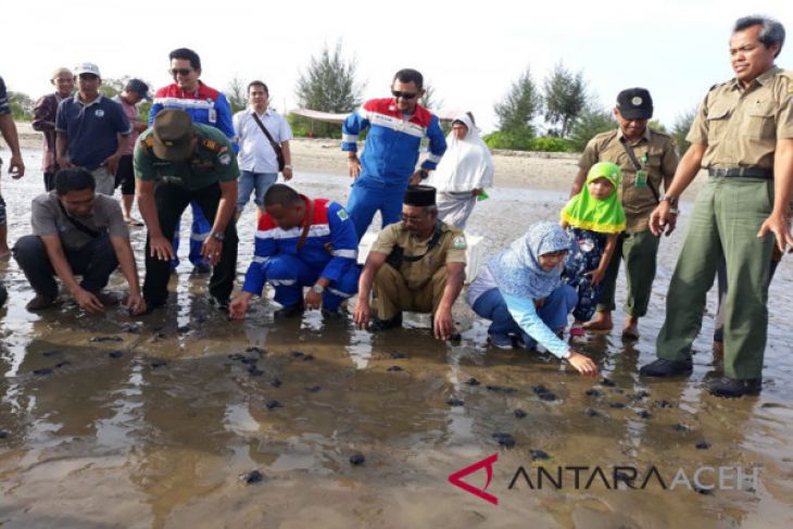 YSLI dan Pertamina lepasliarkan tukik ke laut