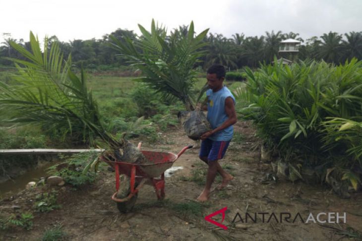 Karyawan sedih jika perkebunan sawit tutup