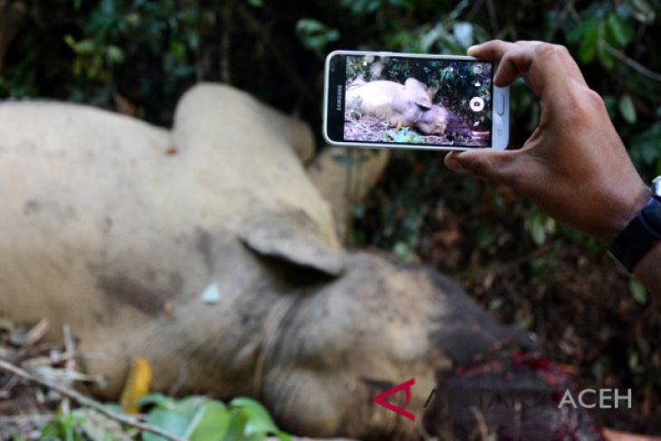 Polisi periksa petugas CRU terkait gajah mati