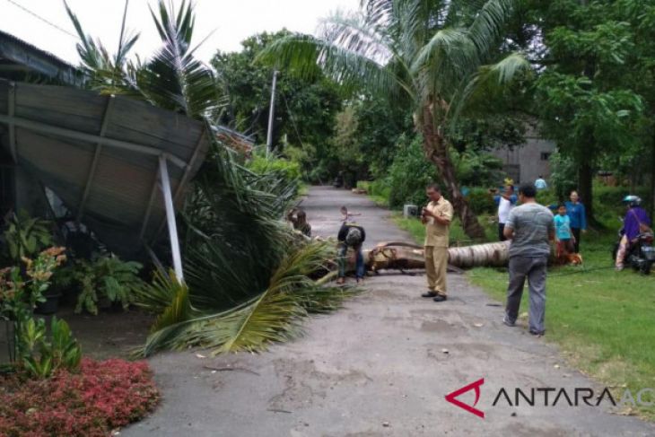 Puluhan pohon tumbang diterjang badai di Sabang