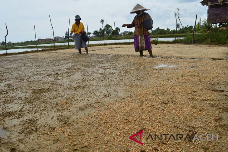 Petani Abdya tanam padi di lahan sawit