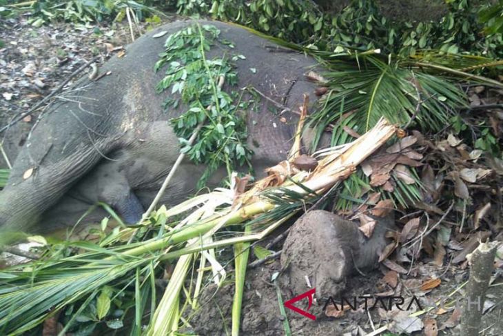Gajah Sumatera ditemukan mati di Aceh Timur