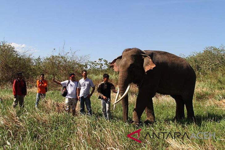 Gajah nyasar di Subulussalam akan dipindahkan gunakan helikopter