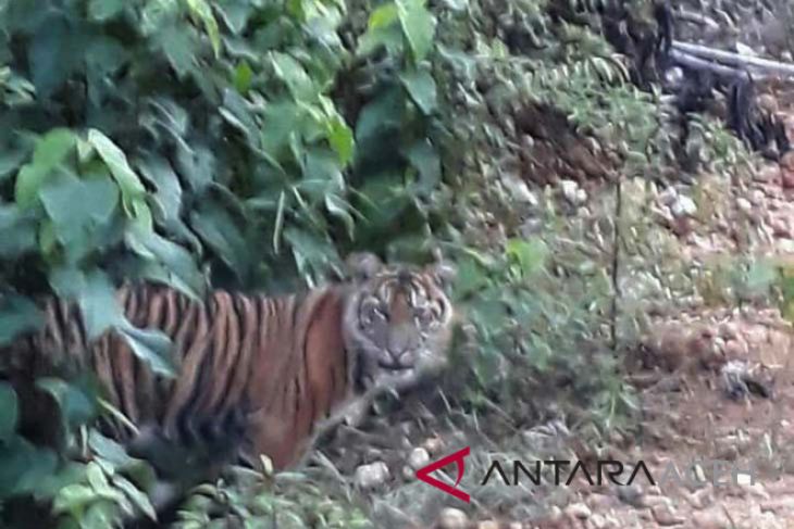 BKSDA Aceh upayakan pengusiran harimau dari desa