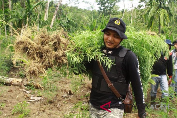 Polres Lhokseumawe tangkap jaringan narkotika ganja