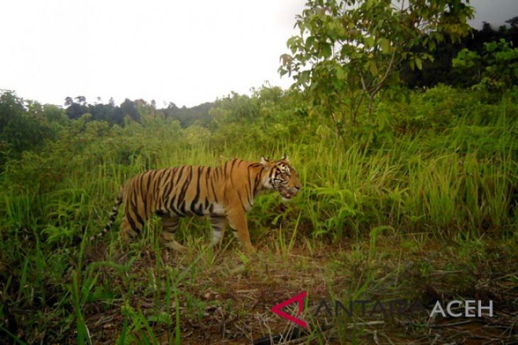 Hati-hati, harimau sering muncul di jalan Aceh Selatan
