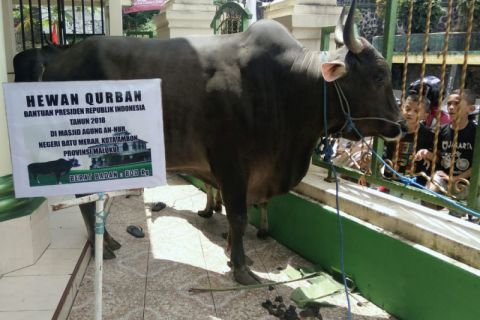 Sapi kurban Presiden Jokowi diserahkan ke Batumerah