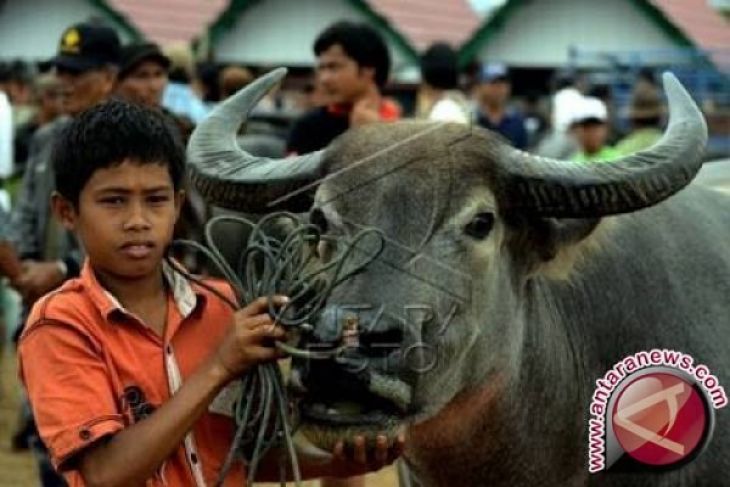 Pemprov Malut tidak alokasikan bantuan hewan kurban