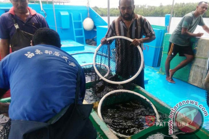 Tim Emas Biru Panen Ikan - ANTARA News Ambon, Maluku