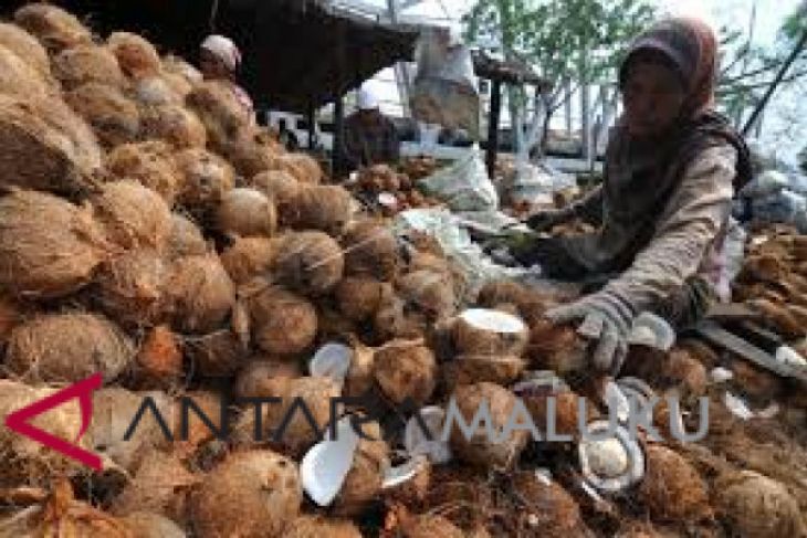Harga kopra di Ambon mulai bergerak naik