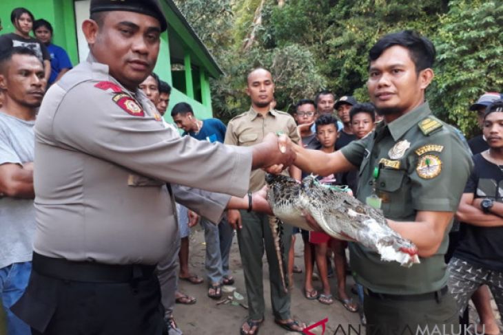 Maluku nature conservation agency releases estuarine crocodile into Sapalewa