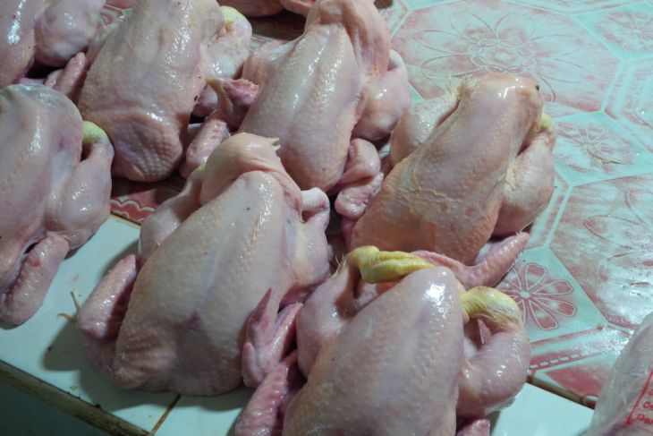 Harga daging ayam di Ternate normal