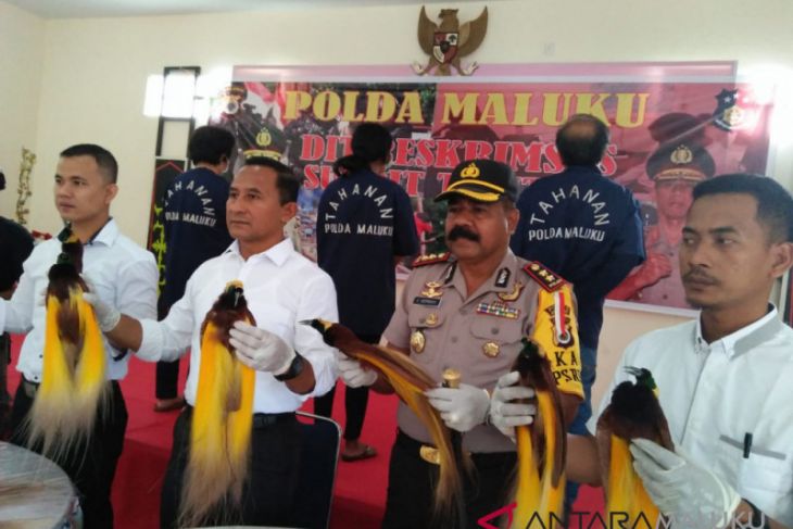 Polda Maluku limpahkan berkas perkara penjualan cendrawasih