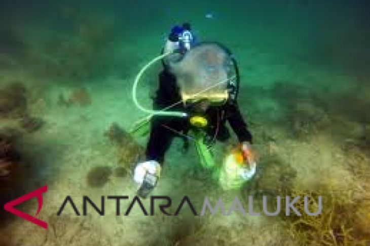 POSSI Ternate bantu pengembangan wisata selam