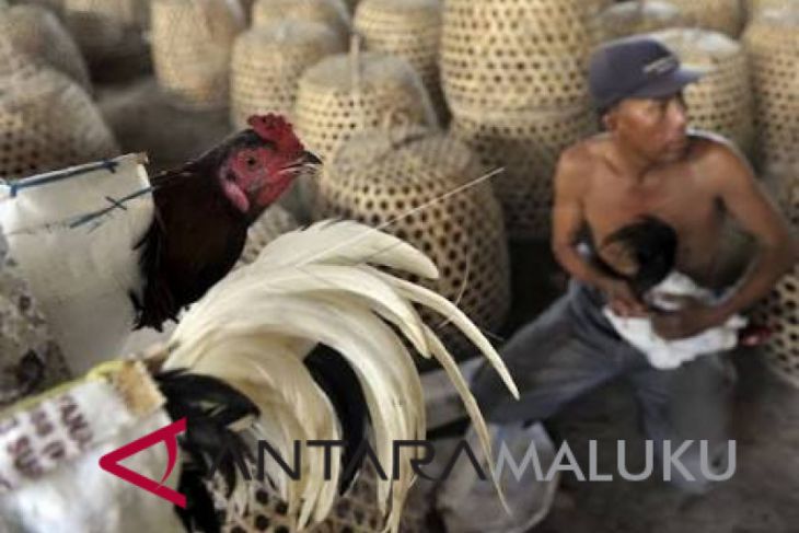 Pemprov Malut diminta larang unggas dewasa masuk