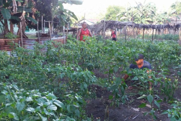 Tidore Kepulauan perlu Perda hasil pertanian