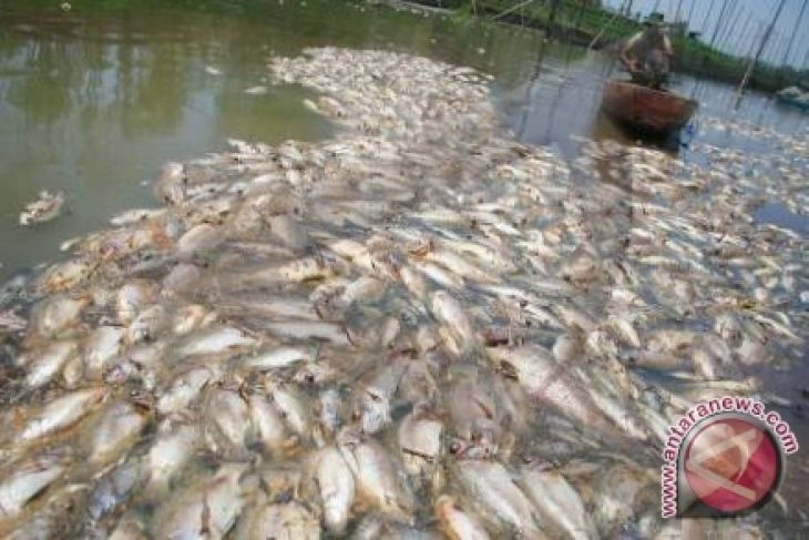 Ribuan ikan di Teluk Lampung mati - ANTARA News Bangka Belitung