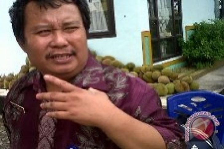 Gambar Durian Lokal Bangka Barat Diminati Konsumen Antara News Bangka Durian Lokal Bangka Barat Diminati Konsumen Antara News Bangka