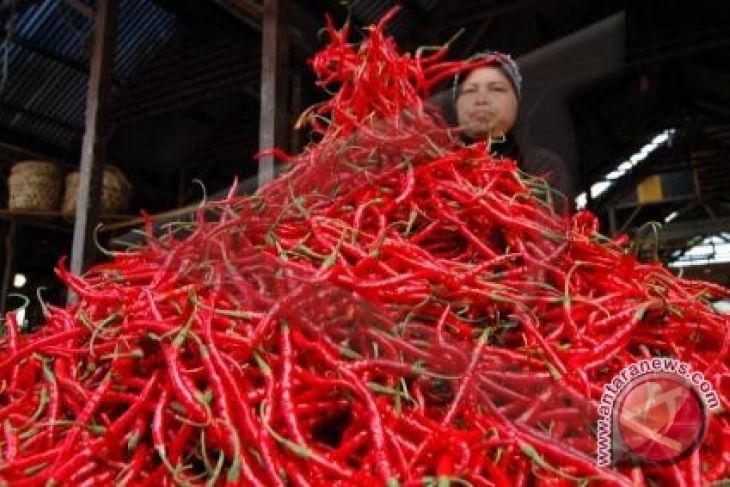 Harga cabai merah di Pangkalpinang turun