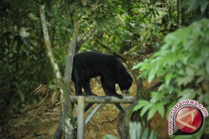 Sepasang Beruang Madu diserahkan ke lembaga konservasi