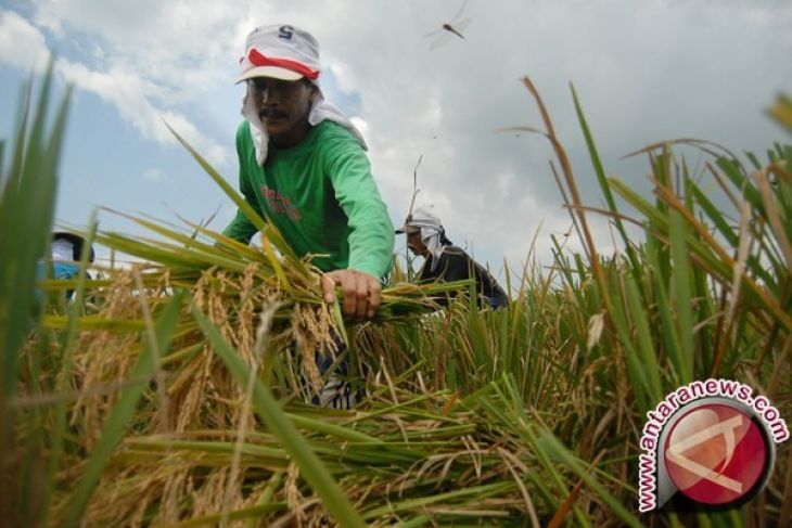DPR ingin permasalahan data pangan segera diatasi