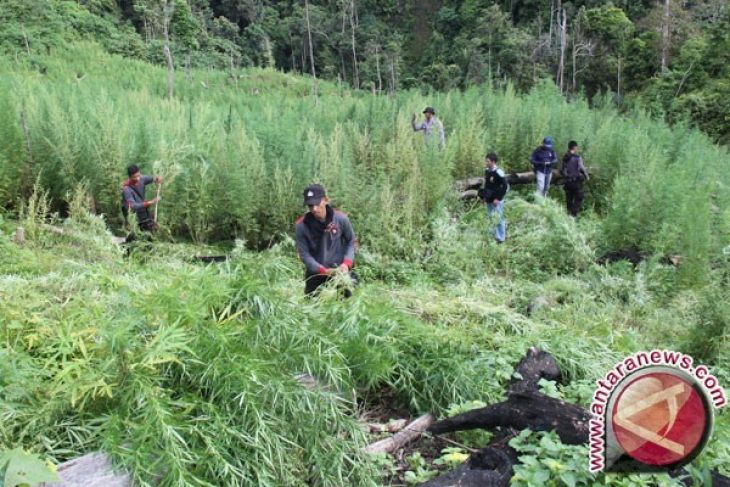 BNN Jateng Gagalkan Pengiriman Ganja Berbalut Kopi