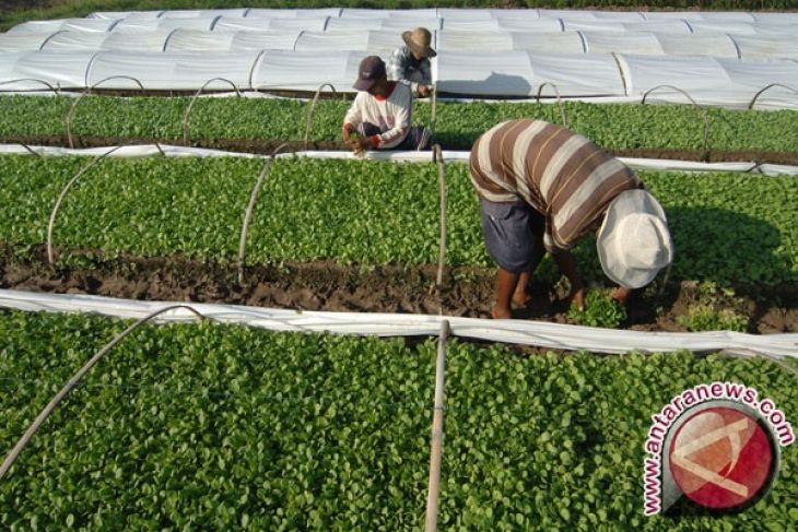 Petani Beli Air Guna Menyirami Tanaman Tembakau