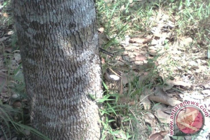Rubber farmers complain about low price