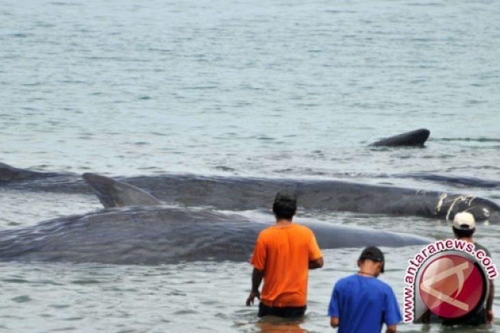 Paus Terdampar Mati di Aceh, Warga Sibuk