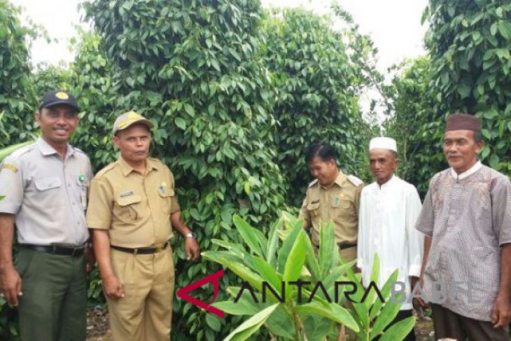 Harga lada di Bangka Tengah merosot