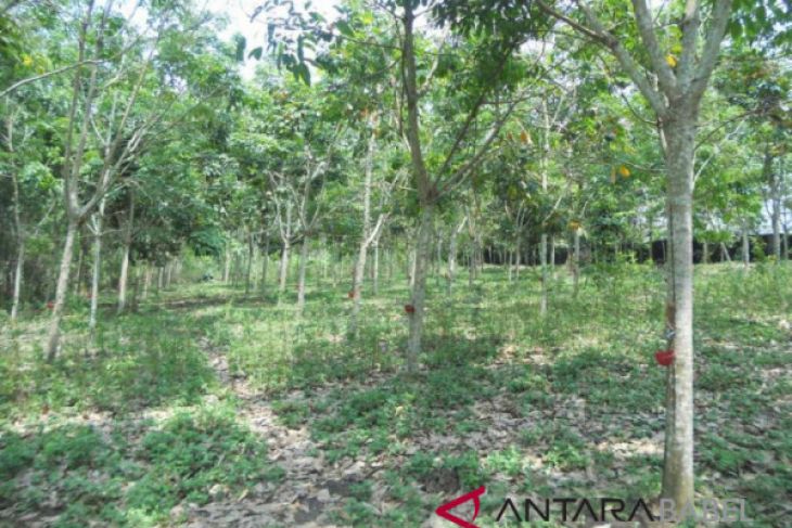 Harga karet di Bangka Belitung rendah